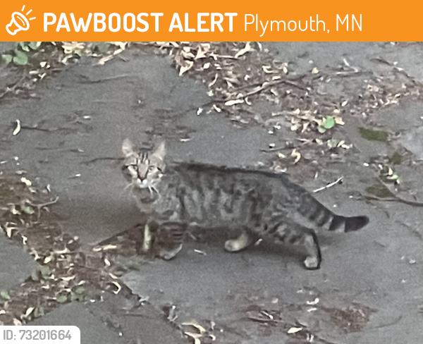 Found/Stray Unknown Cat last seen evergreen lane n, Plymouth, mn, Plymouth, MN 55441