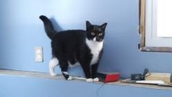 Reunited Female Cat last seen Barbara Rd, Tolland, CT 06084