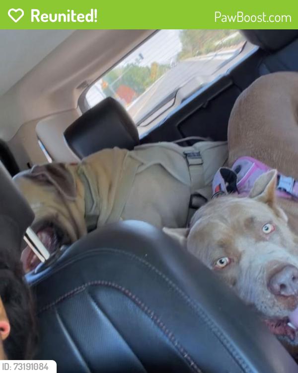 Reunited Unknown Dog last seen Goldfield and deer spring, North Las Vegas, NV 89031