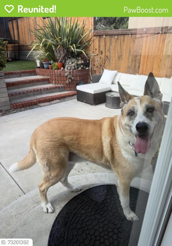 Reunited Male Dog last seen Kate sessions park, San Diego, CA 92109