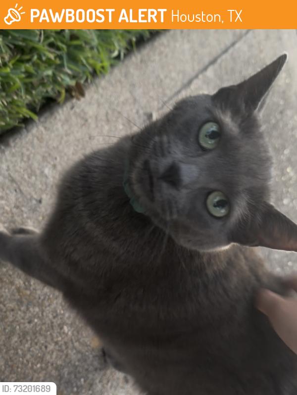 Found/Stray Unknown Cat last seen Heathmoore and kings briar on, Houston, TX 77084
