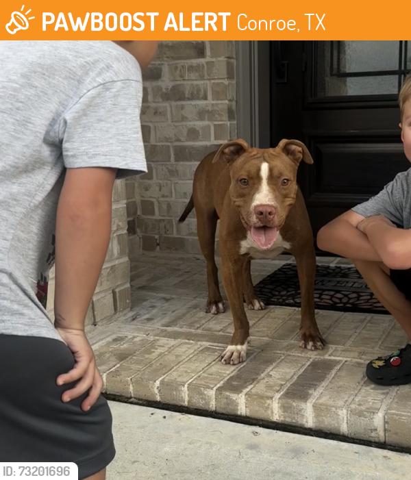 Found/Stray Male Dog last seen Mahogany Mist dr, Conroe, TX 77301