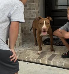 Found/Stray Male Dog last seen Mahogany Mist dr, Conroe, TX 77301