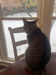 Reunited Female Cat last seen Overton Road, Mountain Brook, AL 35223