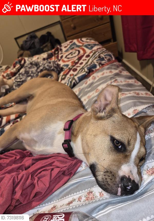 Lost Female Dog last seen Near wild rose drive liberty nc, Liberty, NC 27298