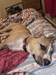 Lost Female Dog last seen Near wild rose drive liberty nc, Liberty, NC 27298