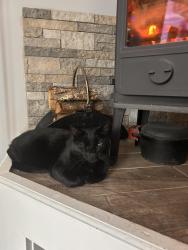 Lost Male Cat last seen monterey va, Monterey, VA 24465