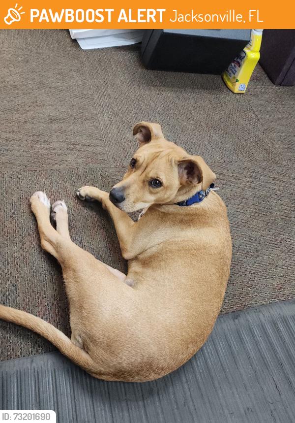 Found/Stray Female Dog last seen Lenox Ave and McDuff Ave, Jacksonville, FL 32205