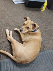 Found/Stray Female Dog last seen Lenox Ave and McDuff Ave, Jacksonville, FL 32205