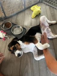 Found/Stray Female Dog last seen Pinnacle Peak and Cave Creek, Phx AZ, Phoenix, AZ 85024