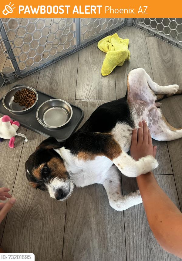 Found/Stray Female Dog last seen Pinnacle Peak and Cave Creek, Phx AZ, Phoenix, AZ 85024