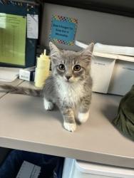 Shelter Stray Female Cat last seen Near S 900 E, MURRAY CITY, UT, 84117, 511 W 3900 S, Salt Lake City, UT 84123, USA