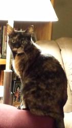 Lost Female Cat last seen Peacock Hills, Oceanside, CA 92056