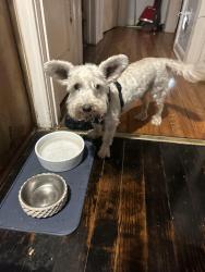 Reunited Male Dog last seen Sims Ave. and Nogalitos St., San Antonio, TX 78225