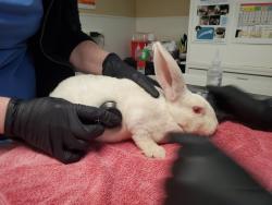 Shelter Stray Female Rabbit last seen Vista Way, Oceanside, CA, 92054, Oceanside, CA 92058, USA