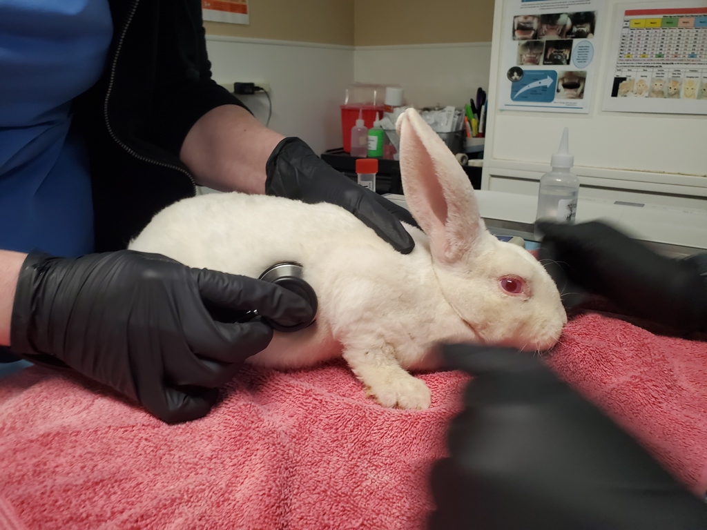 Shelter Stray Female Rabbit last seen Vista Way, Oceanside, CA, 92054, Oceanside, CA 92058, USA