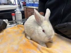 Shelter Stray Male Rabbit last seen Vista Way, Oceanside, CA, 92054, Oceanside, CA 92058, USA