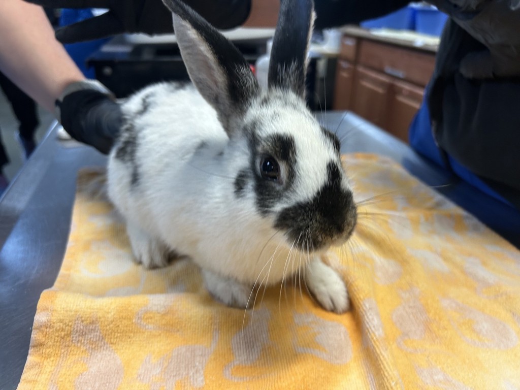 Shelter Stray Female Rabbit last seen Vista Way, Oceanside, CA, 92054, Oceanside, CA 92058, USA