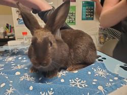 Shelter Stray Female Rabbit last seen Vista Way, Oceanside, CA, 92054, Oceanside, CA 92058, USA