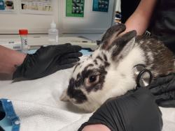 Shelter Stray Female Rabbit last seen Vista Way, Oceanside, CA, 92054, Oceanside, CA 92058, USA