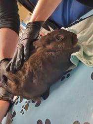 Shelter Stray Female Rabbit last seen Vista Way, Oceanside, CA, 92054, Oceanside, CA 92058, USA