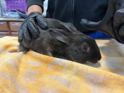 Shelter Stray Female Rabbit last seen Vista Way, Oceanside, CA, 92054, Oceanside, CA 92058, USA