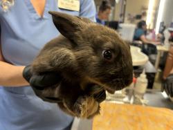 Shelter Stray Female Rabbit last seen Vista Way, Oceanside, CA, 92054, Oceanside, CA 92058, USA