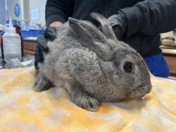 Shelter Stray Female Rabbit last seen Vista Way, Oceanside, CA, 92054, Oceanside, CA 92058, USA