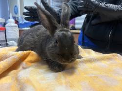 Shelter Stray Female Rabbit last seen Vista Way, Oceanside, CA, 92054, Oceanside, CA 92058, USA