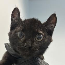 Shelter Stray Female Cat last seen Near Kostner Drive, San Diego, CA, 92154, 5500 Gaines St, San Diego, CA 92110, USA