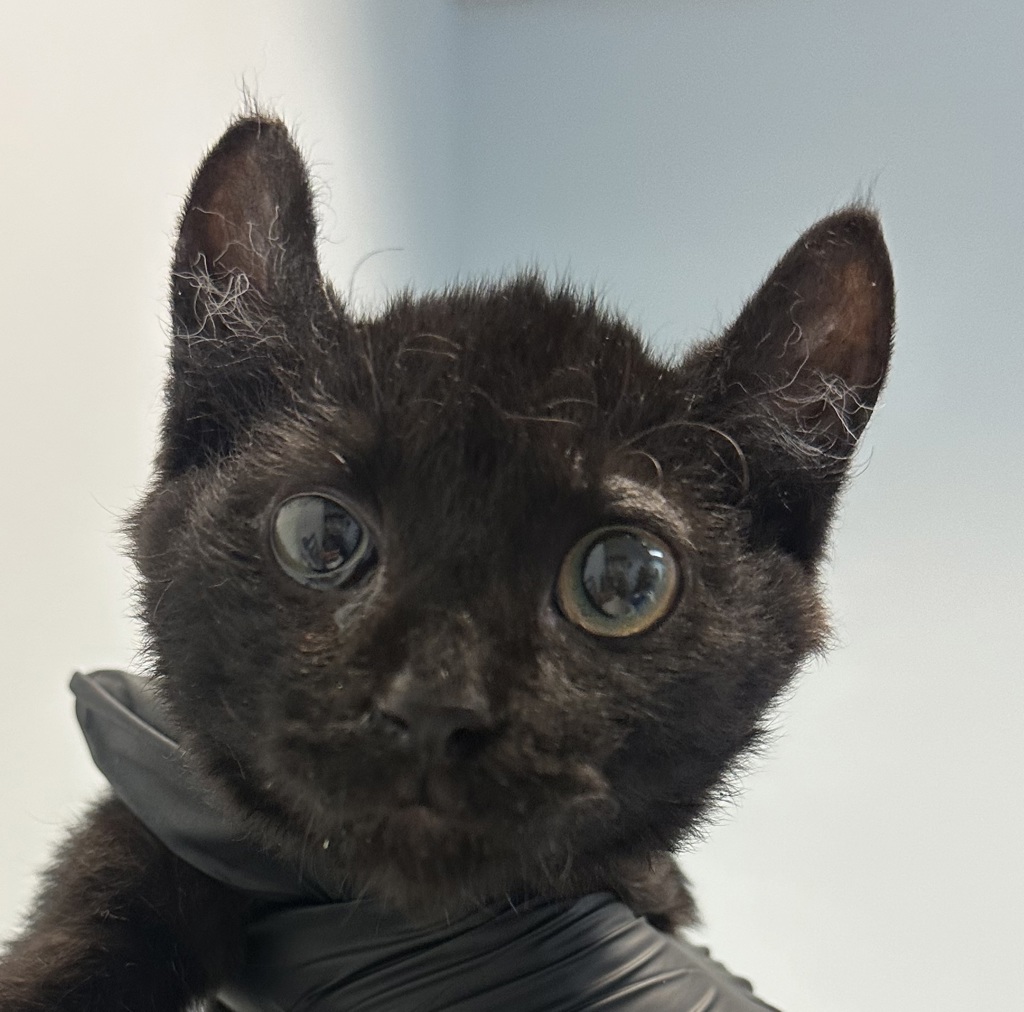 Shelter Stray Female Cat last seen Near Kostner Drive, San Diego, CA, 92154, 5500 Gaines St, San Diego, CA 92110, USA