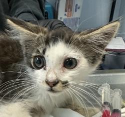 Shelter Stray Male Cat last seen Near Market Street, San Diego, CA, 92102, 5500 Gaines St, San Diego, CA 92110, USA