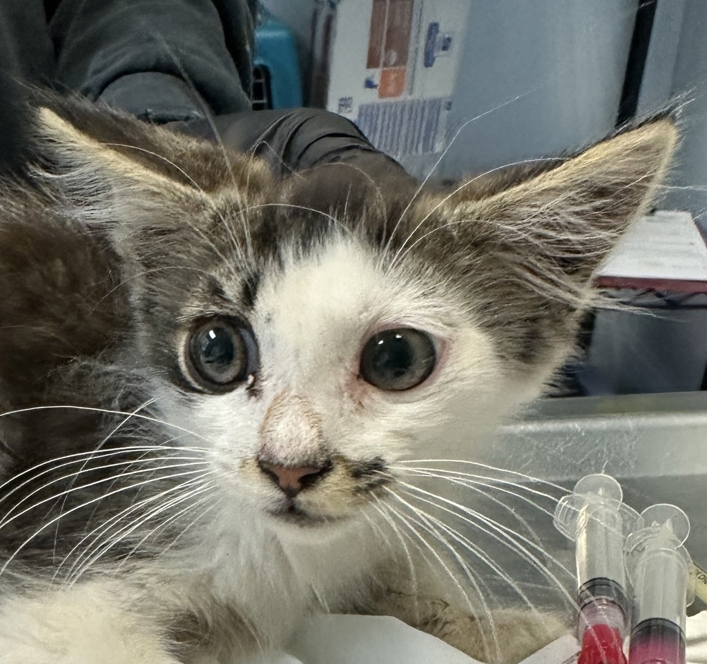 Shelter Stray Male Cat last seen Near Market Street, San Diego, CA, 92102, 5500 Gaines St, San Diego, CA 92110, USA