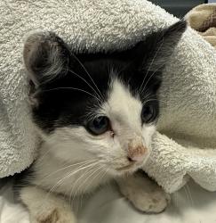 Shelter Stray Male Cat last seen Near Market Street, San Diego, CA, 92102, 5500 Gaines St, San Diego, CA 92110, USA