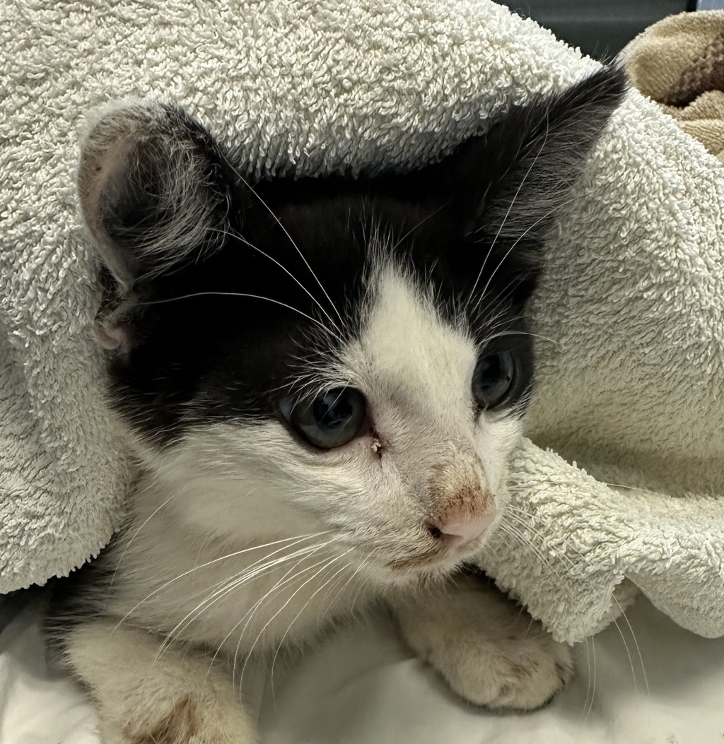 Shelter Stray Male Cat last seen Near Market Street, San Diego, CA, 92102, 5500 Gaines St, San Diego, CA 92110, USA