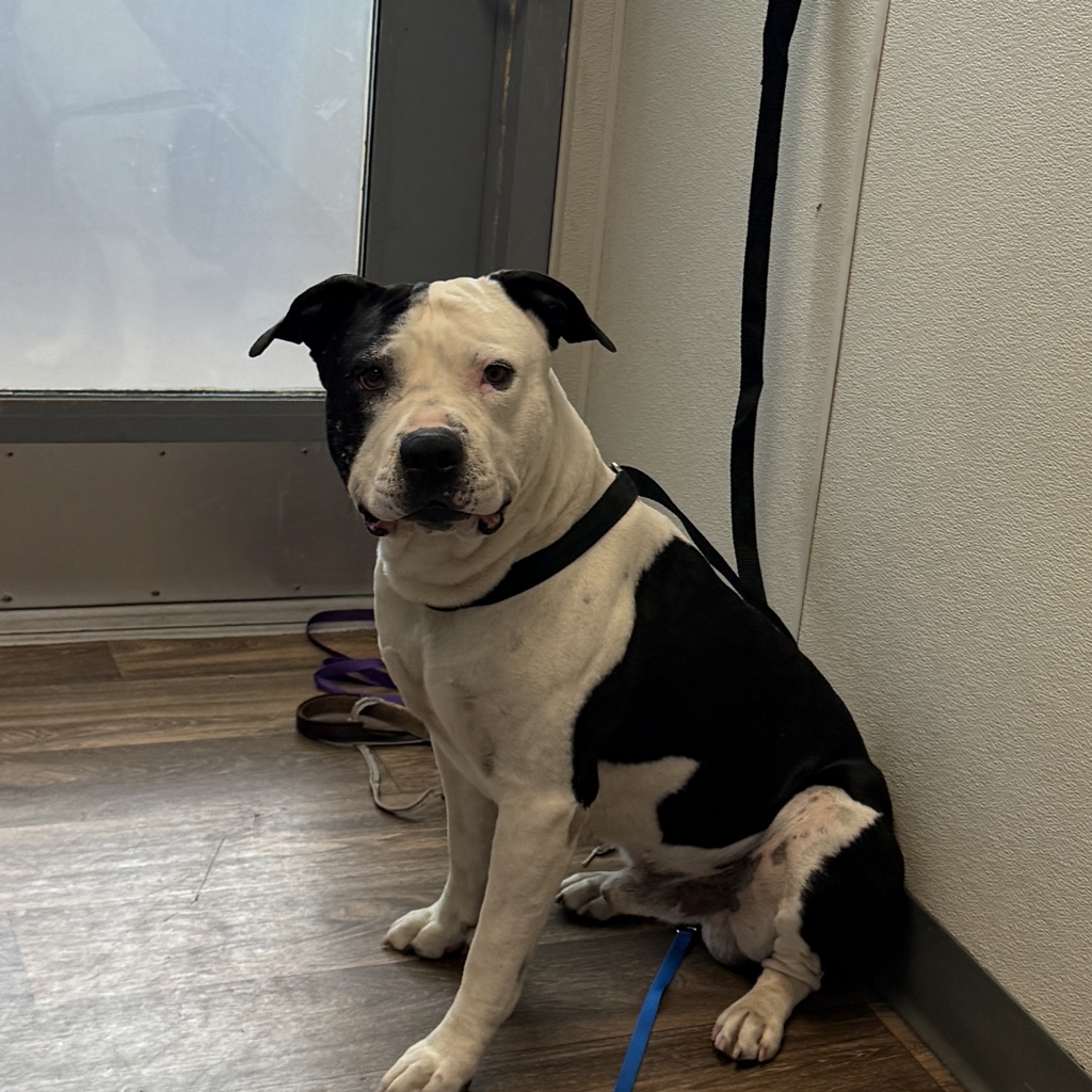 Shelter Stray Male Dog last seen Near Orange Avenue, San Diego, CA, 92115, 5500 Gaines St, San Diego, CA 92110, USA