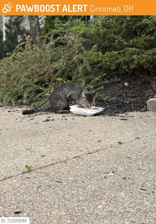 Found/Stray Unknown Cat last seen Near Meredith drive, Cincinnati, OH 45231