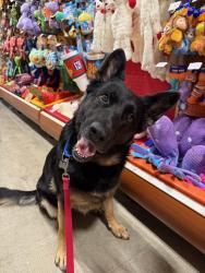 Shelter Stray Female Dog last seen Near Bayside Walk, San Diego, CA, 92109, 5500 Gaines St, San Diego, CA 92110, USA
