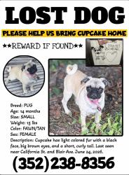 Lost Female Dog last seen California St. & Blair Ave, Hernando County, FL 34604