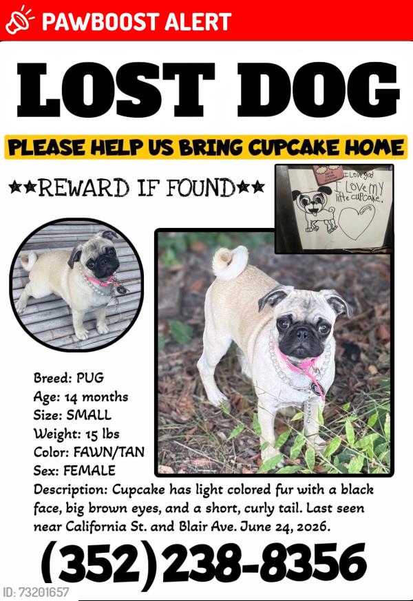 Lost Female Dog last seen California St. & Blair Ave, Hernando County, FL 34604