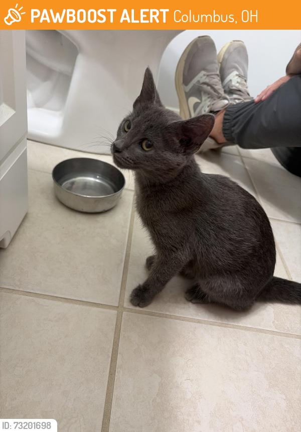 Found/Stray Unknown Cat last seen Whetstone park, Columbus, OH 43214