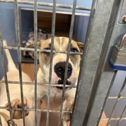 Shelter Stray Male Dog last seen Near Welch Road, San Diego, CA, 92101, 5500 Gaines St, San Diego, CA 92110, USA