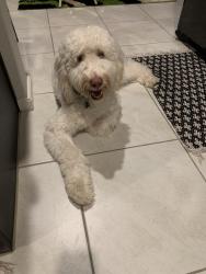 Reunited Male Dog last seen Near Fort Elliott Trl, Crowley, TX 76036