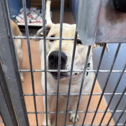 Shelter Stray Male Dog last seen Near Welch Road, San Diego, CA, 92101, 5500 Gaines St, San Diego, CA 92110, USA