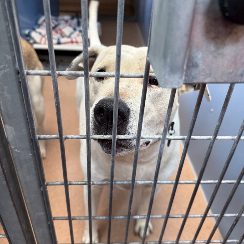 Shelter Stray Male Dog last seen Near Welch Road, San Diego, CA, 92101, 5500 Gaines St, San Diego, CA 92110, USA