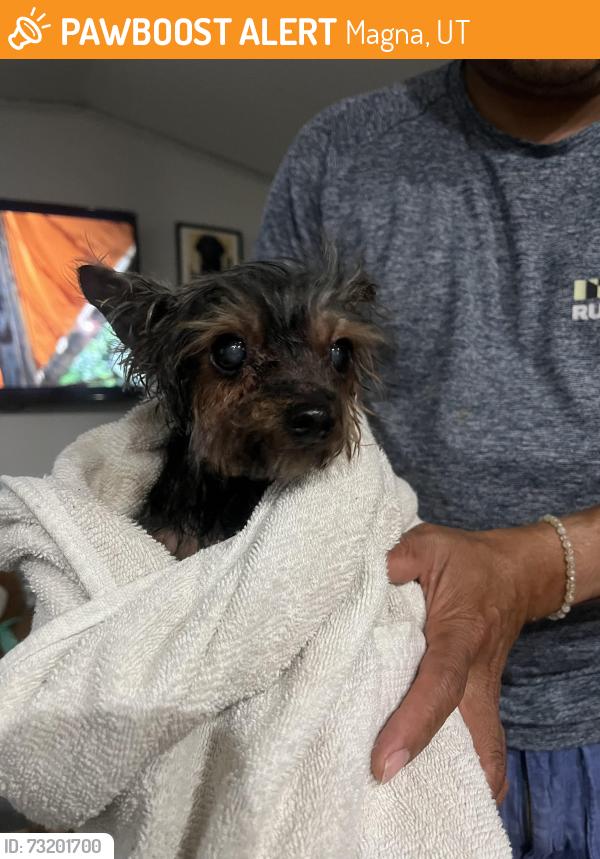 Found/Stray Unknown Dog last seen Sunset Valley Trailer, Magna, UT 84044