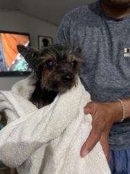 Found/Stray Unknown Dog last seen Sunset Valley Trailer, Magna, UT 84044
