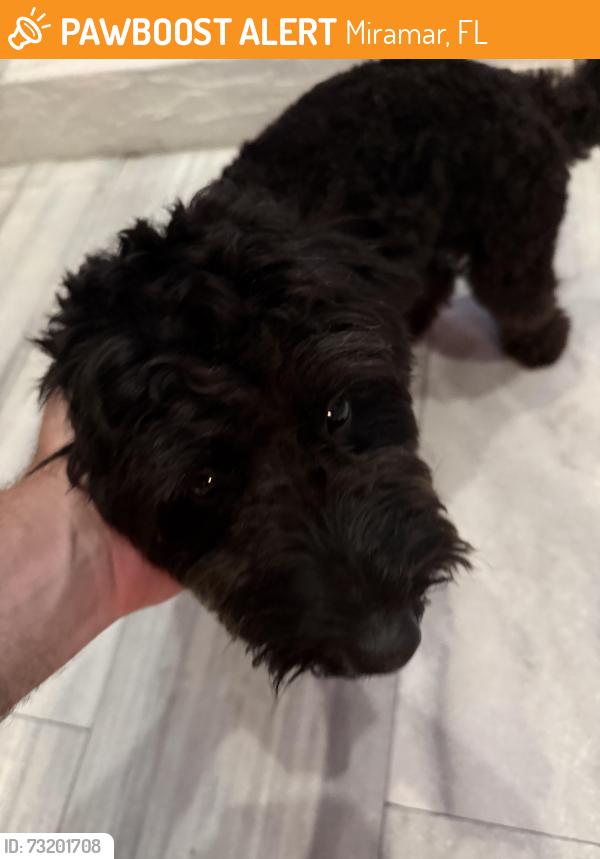 Found/Stray Male Dog last seen Sunset Lakes, Miramar, FL 33029