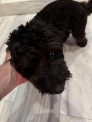 Found/Stray Male Dog last seen Sunset Lakes, Miramar, FL 33029
