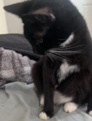 Reunited Female Cat last seen Near Park St, Bellflower, CA 90706, USA, Bellflower, CA 90706